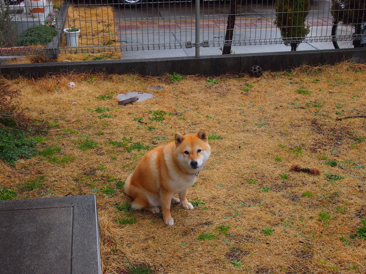 安静的王,当硬仗成为约基奇一个人的游乐园