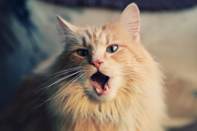 摁下老鹰脖颈的脉搏，文班亚马如何用节奏武器导演国王完胜