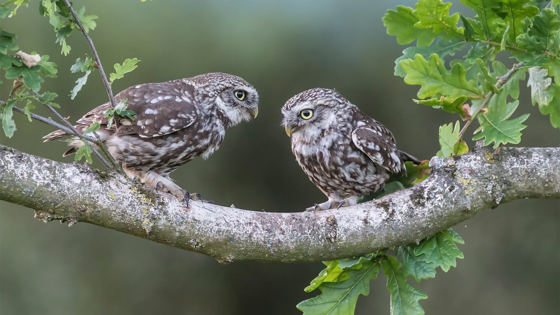 撕裂与重构，从广东队的团队冲垮，到东契奇的个人接管