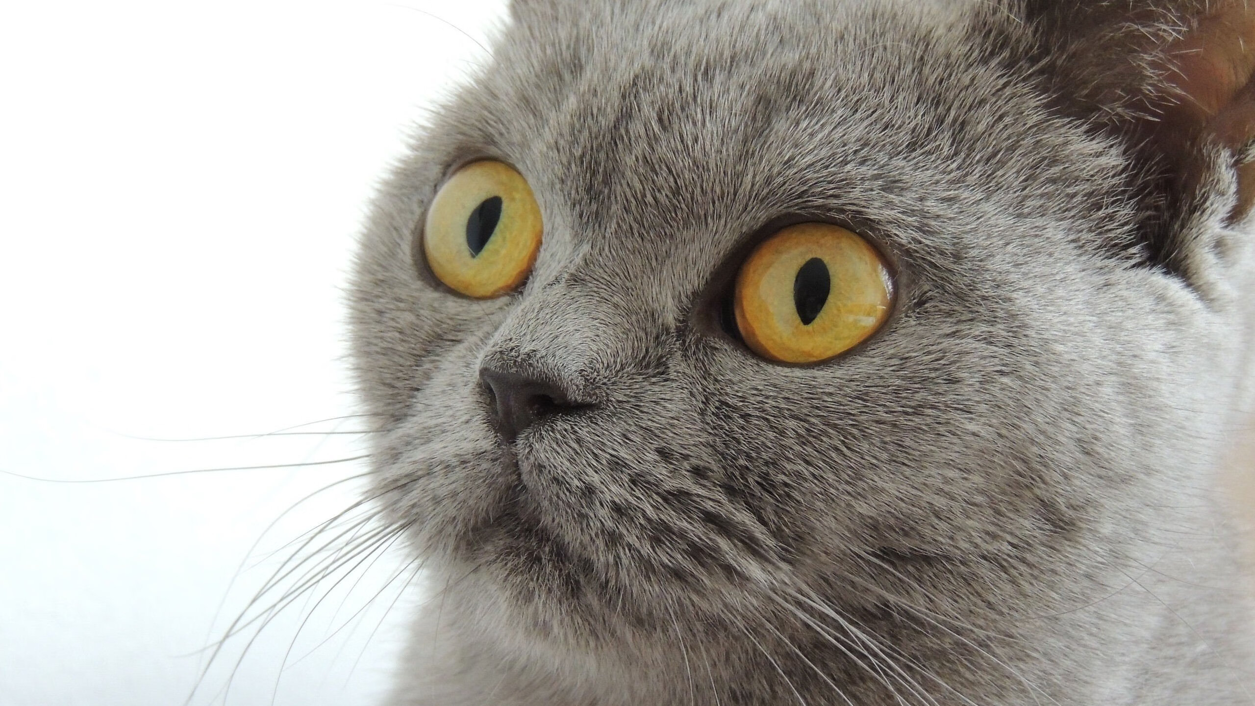 欧陆寒夜，冷风骤起，当皮克筑起叹息之墙，皇家社会如何以弱胜强绞杀曼城？